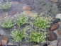 Preview: Frühlingswasserstern - Callitriche palustris